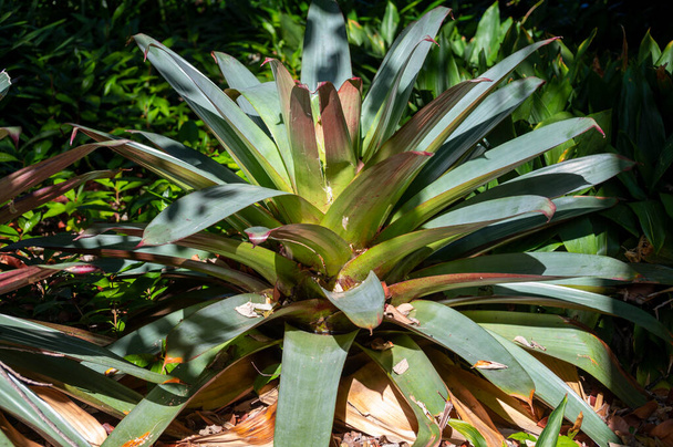 Plante tropicale géante vriesea fosteriana après la floraison gros plan - Photo, image