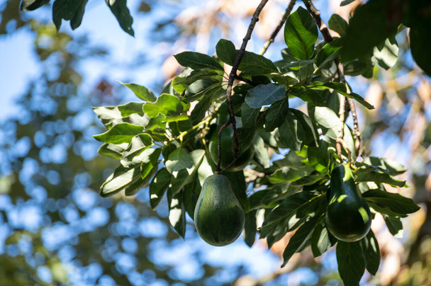 Reife grüne Avocadofrucht hängt am Baum, biologischer Anbau in Spanien - Foto, Bild