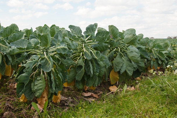 Brussels sprouts on the field - Photo, Image
