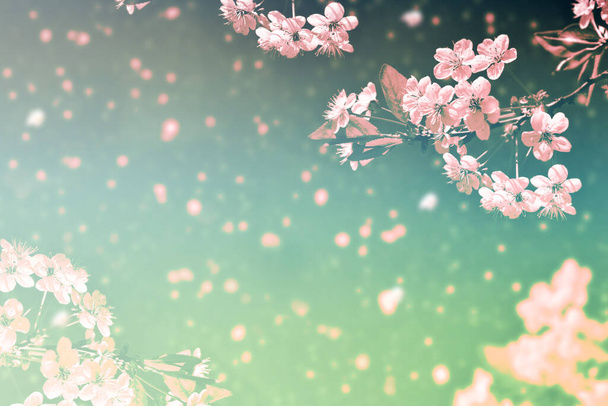 Natureza. Cereja de ramo florescente. Brilhante flores coloridas primavera - Foto, Imagem