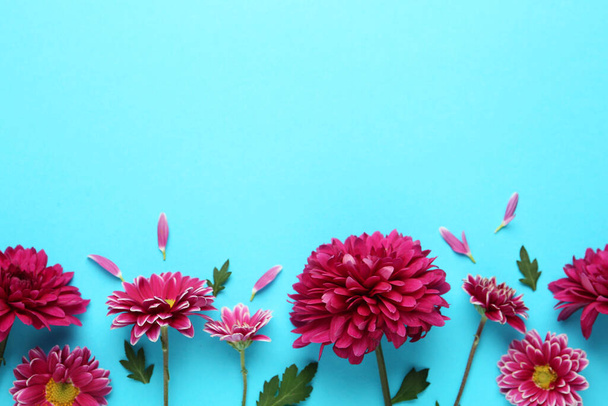 Beautiful chrysanthemum flowers on light blue background, flat lay. Space for text - Φωτογραφία, εικόνα