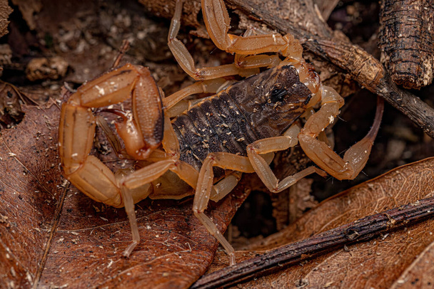 Aikuinen brasilialainen naaras Tityus serrulatus lajin keltainen skorpioni - Valokuva, kuva