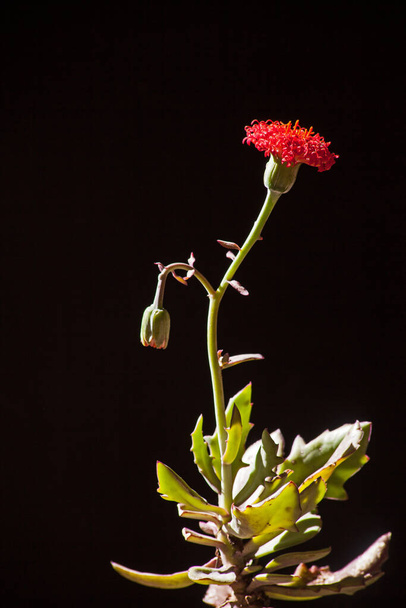 Крупным планом изображение, показывающее цветок, бутон и листья Senecio fulgens - Фото, изображение