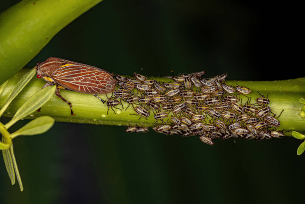 Adulto Aetalionid Treehopper da espécie Aetalion reticulatum com ninfas - Foto, Imagem