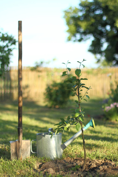 apple tree seedling with watering can and shovel in the summer garden. watering and digging the trunk circle - Fotoğraf, Görsel