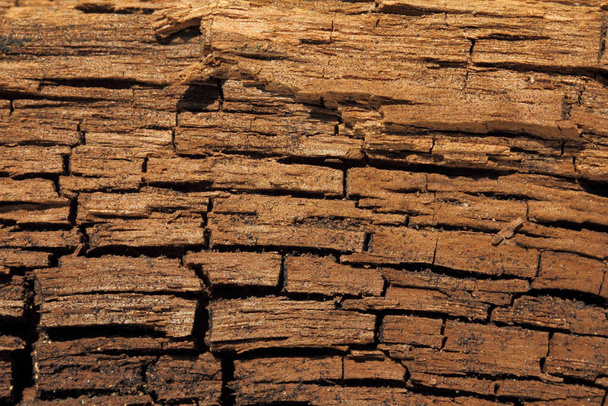 achtergrond van een oude boom bedekt met scheuren close-up. gedroogde houtstructuur - Foto, afbeelding