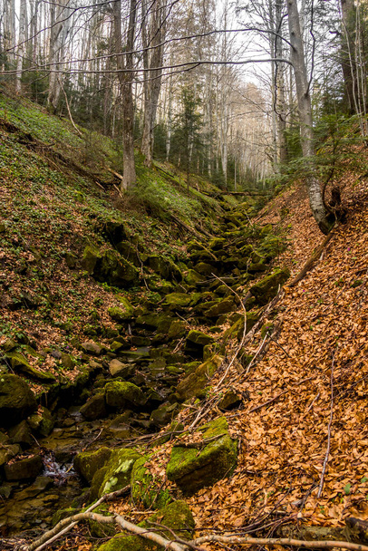 a small forest river with steep banks in Ukrainian Carpathian forest, national park Skolivski beskidy, Lviv region, Ukraine - Foto, Imagen