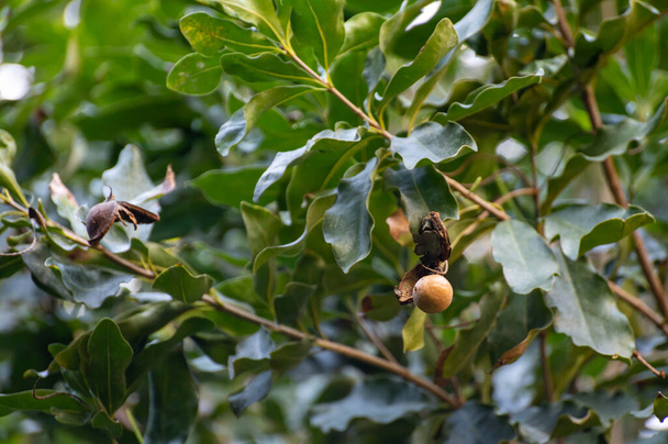 Σκληρά πράσινα αυστραλιανά καρύδια macadamia κρέμονται σε κλαδιά σε μεγάλο δέντρο στη φυτεία - Φωτογραφία, εικόνα