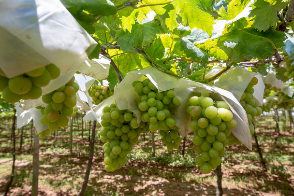 Збираємо гроно з винограду, на жнивах. Сан - Роке (штат Сан - Паулу), Бразилія - Фото, зображення