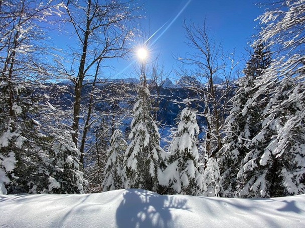 Festői lombkoronák alpesi fák egy tipikus téli atmoszférában nagy hóesés után az Obertoggenburg alpesi völgyben és a svájci Alpokban - Alt St. Johann, Svájc (Schweiz) - Fotó, kép