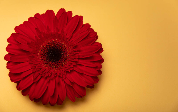 Krásná kvetoucí červená gerbera květina na žlutém papíře pozadí. Background.copy mezera. Místo pro text. Spring Flower. Pohled shora. Nápis. - Fotografie, Obrázek