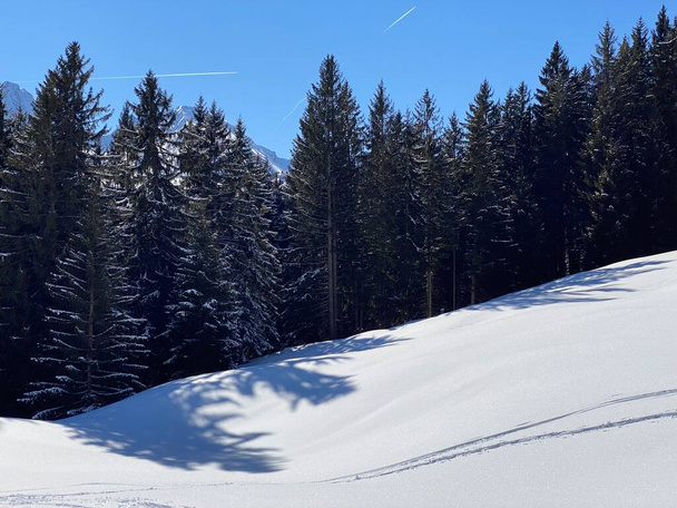 Malerische Baumkronen in typischer Winteratmosphäre nach heftigen Schneefällen über dem Obertoggenburg und in den Schweizer Alpen - Alt St. Johann, Schweiz (Schweiz)) - Foto, Bild