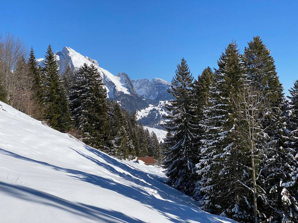 Γραφικά στέγαστρα αλπικών δέντρων σε μια τυπική χειμερινή ατμόσφαιρα μετά από έντονη χιονόπτωση στην αλπική κοιλάδα Obertoggenburg και στις Ελβετικές Άλπεις - Alt St. Johann, Ελβετία (Schweiz) - Φωτογραφία, εικόνα