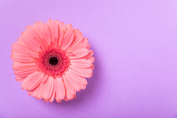 Beautiful blooming pink gerbera flower on a lilac paper background. background.copy space. Place for text. Spring flower. Top view - Foto, afbeelding