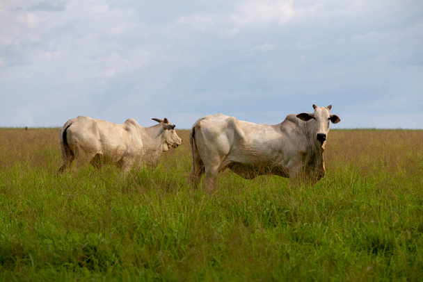 Zebu-Rinder der Rasse Nelore, auf der Weide mit hohem Gras, im Licht der Dämmerung. sao paulo state, Brasilien - Foto, Bild