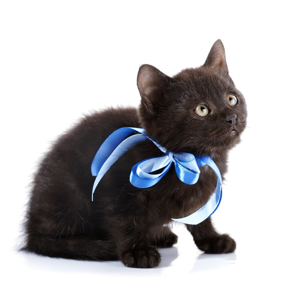 Black kitty with a blue tape. - Photo, Image