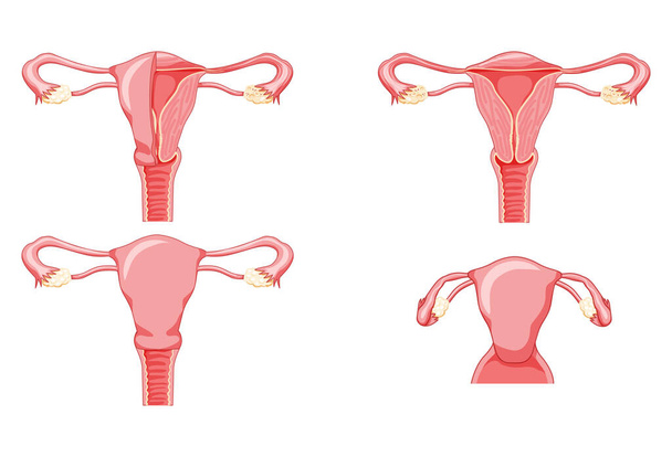 Set di utero del sistema riproduttivo femminile in diversi stili e sezioni trasversali. Vista frontale in un taglio. Anatomia umana - Vettoriali, immagini