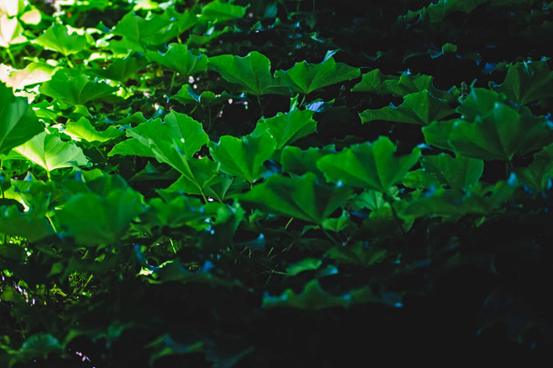 hojas verdes en el jardín - Foto, Imagen