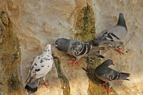 Şehirdeki güvercinler, yakın görüş - Fotoğraf, Görsel