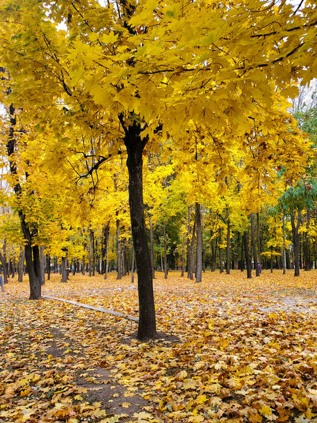 美しい秋、黄色の落ち葉、公園の中を歩く道 - 写真・画像