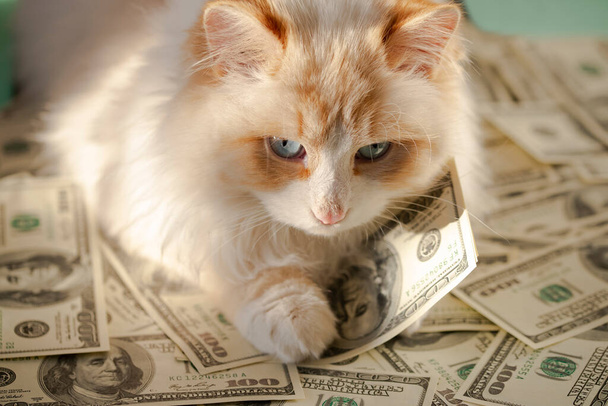 eine weiße flauschige Katze liegt auf dem $100 Bill.the Konzept einer Geldkatze für viel Glück - Foto, Bild