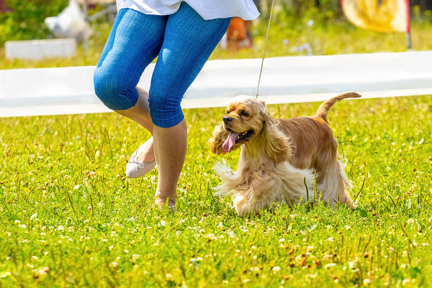 American Cocker Spaniel σκυλί δίπλα στην ερωμένη του κατά τη διάρκεια μιας βόλτας στο πάρκο - Φωτογραφία, εικόνα