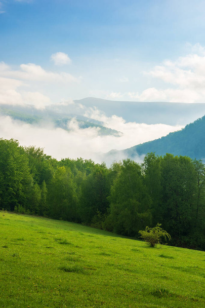 green mountain landscape. gorgeous weather with fog rising above the distant valley. deciduous forest behind the grassy meadow on the hill. beautiful nature scenery in morning light beneath a blue sky - Fotografie, Obrázek