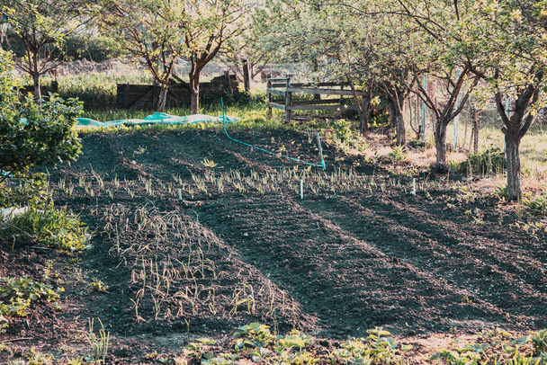 vegetable garden in spring small farm permaculture concept - Photo, Image
