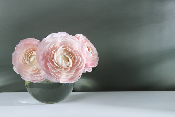 Tre ranuncoli rosa pallido in un vaso rotondo trasparente su un tavolo bianco contro una parete grigio scuro. Posto per testo - Foto, immagini