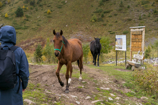 Koń i kobieta w krajobrazie. Kwitnące łąki na tle pięknego lasu - Zdjęcie, obraz
