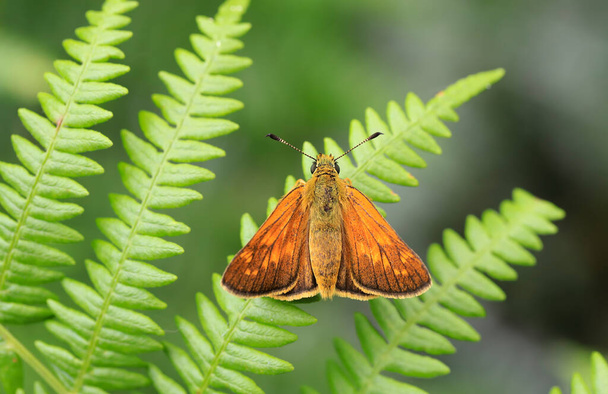 Πεταλούδα του δάσους (Ochlodes venatus) σε φυτό φτέρης - Φωτογραφία, εικόνα