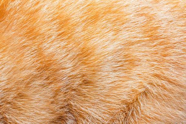 Achtergrond close-up foto textuur van rood en bruin gekleurde kat dierlijke vacht en haar. - Foto, afbeelding