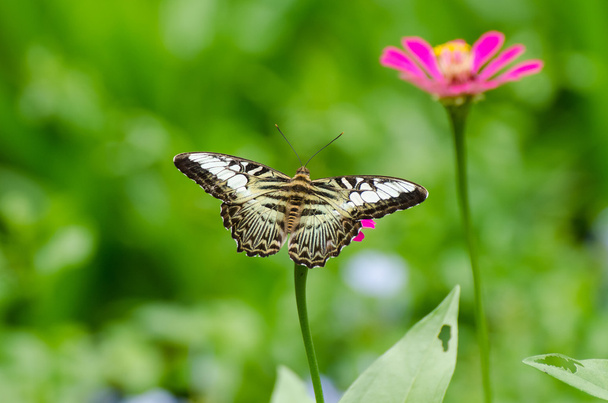 Mariposa en flor
  - Foto, Imagen