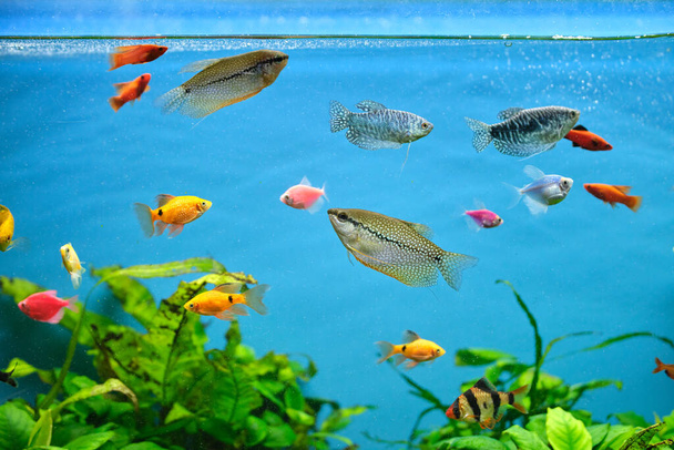 Красочные экзотические рыбы плавают в глубоководном аквариуме с зелеными тропическими растениями - Фото, изображение