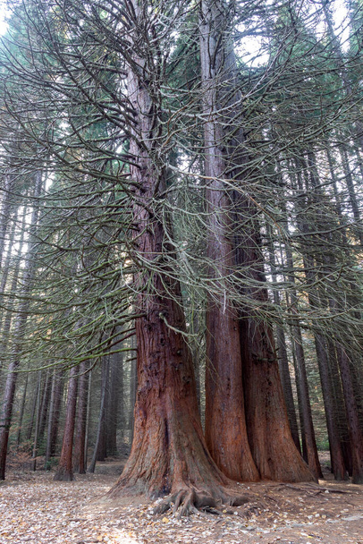 Old Sequoia forest near village of Bogoslov at Osogovo Mountain, Kyustendil region, Bulgaria - Photo, Image