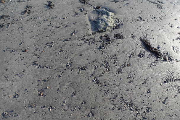 Sandy ocean shore with seaweeds - Photo, Image