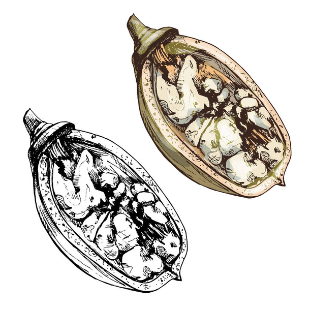 Half baobab fruit with seeds. Vintage vector hatching illustration - Vector, Image