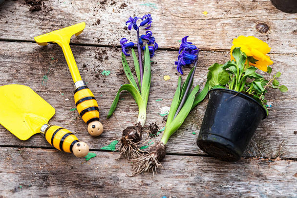 Hyacinthus, hyacinths Transplanting. Handling hyacinth bulbs. cupping plants. Garden instruments, spatula and spray gun next to daffodil. Spring time. concept of transplanting plants from pot to garden - Photo, Image