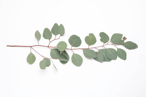 Eucalyptus branch with fresh leaves isolated on white, top view - Φωτογραφία, εικόνα