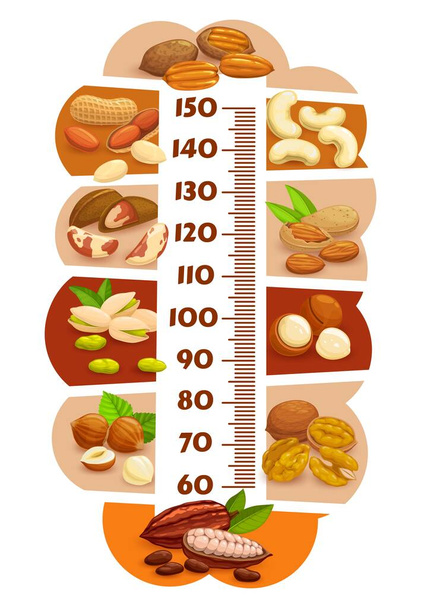 Height chart, kids growth ruler. Cartoon nuts and cocoa beans. Vector wall meter with cartoon cashew, hazelnut, and pistachio. Pecan, cocoa and macadamia, peanut, almond and walnut and brazil nut - Vector, Image