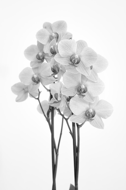 Orkidea valkoisella taustalla
 - Valokuva, kuva