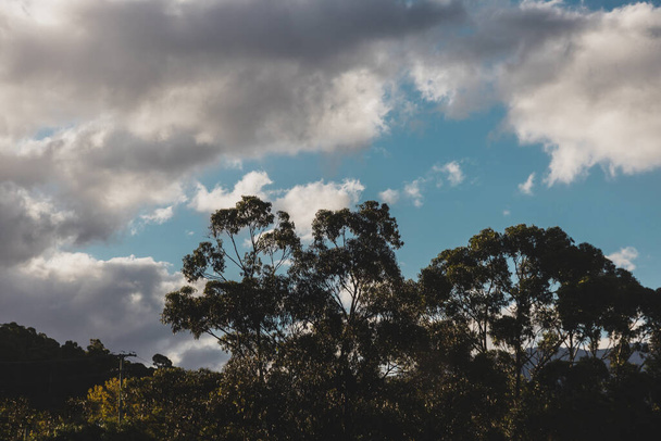 sunset clouds over eucalyptus gum trees on the hills in Tasmania, shot in South Hobart - 写真・画像