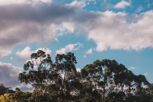 sunset clouds over eucalyptus gum trees on the hills in Tasmania, shot in South Hobart - Foto, afbeelding