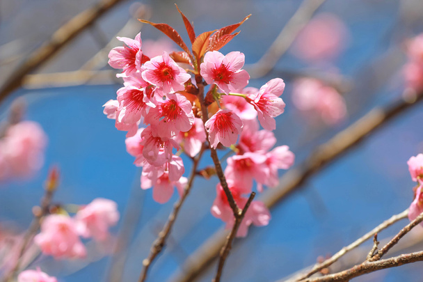Sakura flores en chiangmai Tailandia
 - Foto, imagen