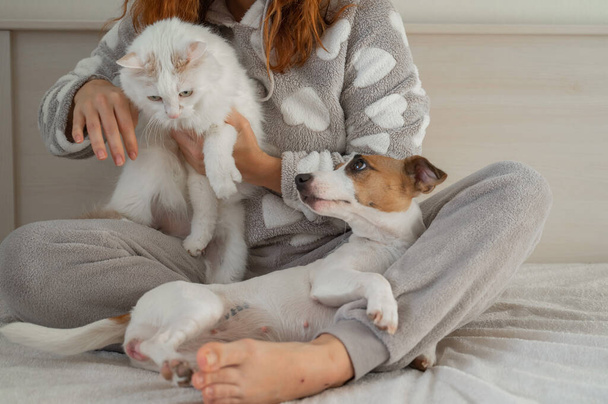 Caucasian woman holding a white fluffy cat and Jack Russell Terrier dog while sitting on the bed. The red-haired girl hugs with pets. - Foto, immagini