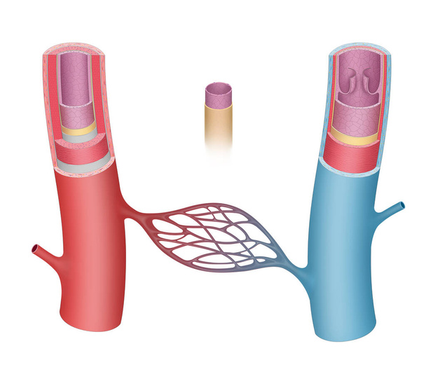 Estructura anatomía de los vasos sanguíneos - Foto, imagen