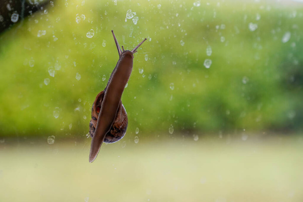 ślimak czołgający się po szklanym dnie widok ślimak na oknie widziany z dołu owady ogrodowe - Zdjęcie, obraz
