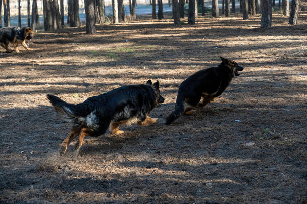 Twee jonge honden dartelen in een dennenbos. Een mannelijke en een vrouwelijke Duitse herder spelen, jagen, snuiven, rennen en bestuderen elkaar. Zonder riemen. Dierensocialisatie. Wazige beweging. - Foto, afbeelding