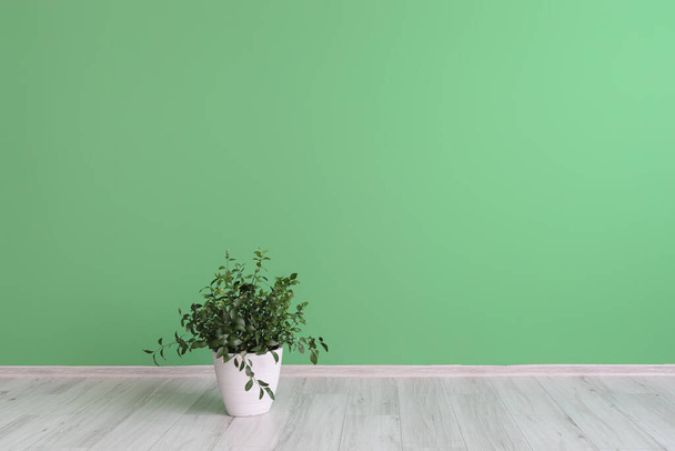 Huonekasvi lähellä vihreää seinää isossa tyhjässä huoneessa - Valokuva, kuva