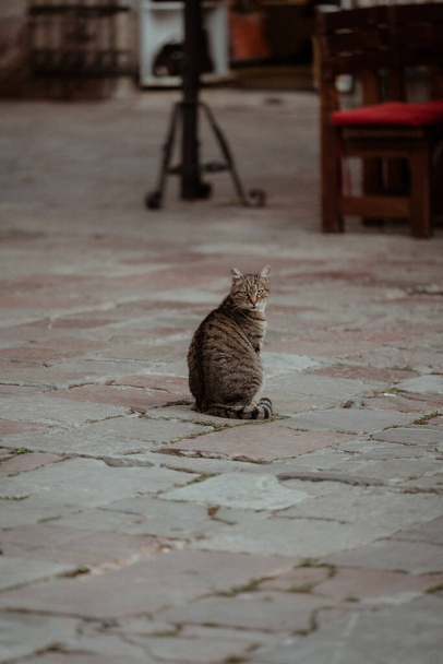 cat sitting on the street - Valokuva, kuva